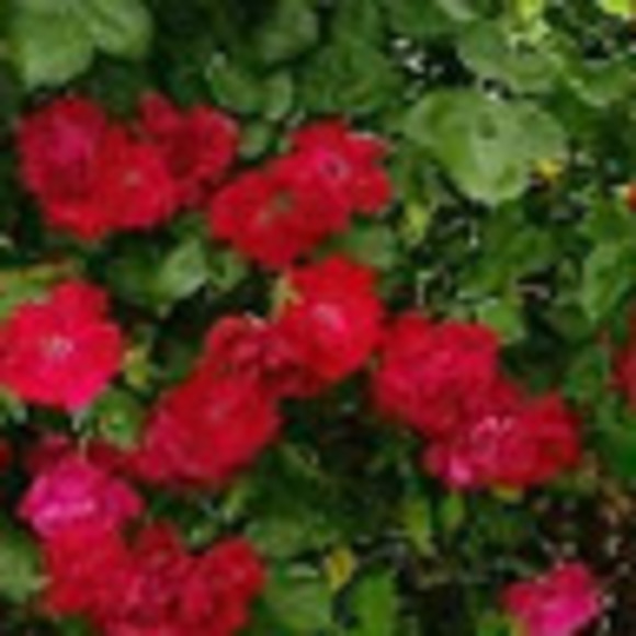 mariuvaz25